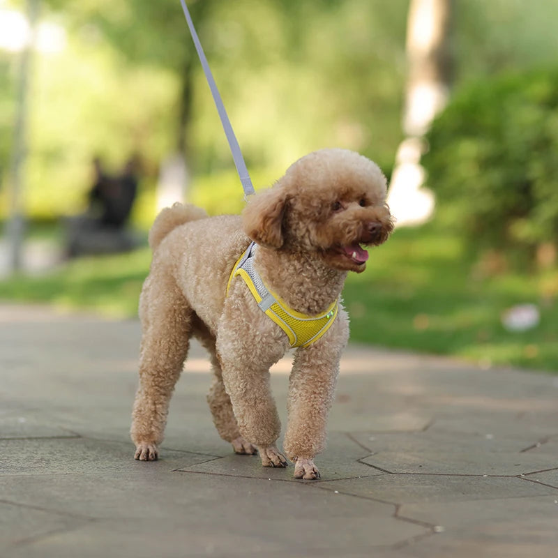 Cat and dog Harness