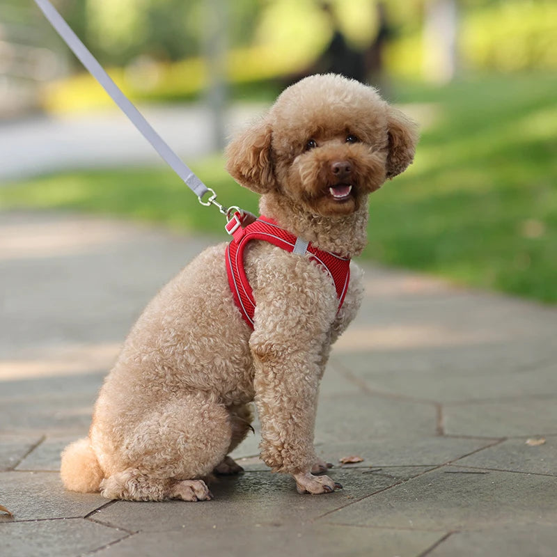 Cat and dog Harness